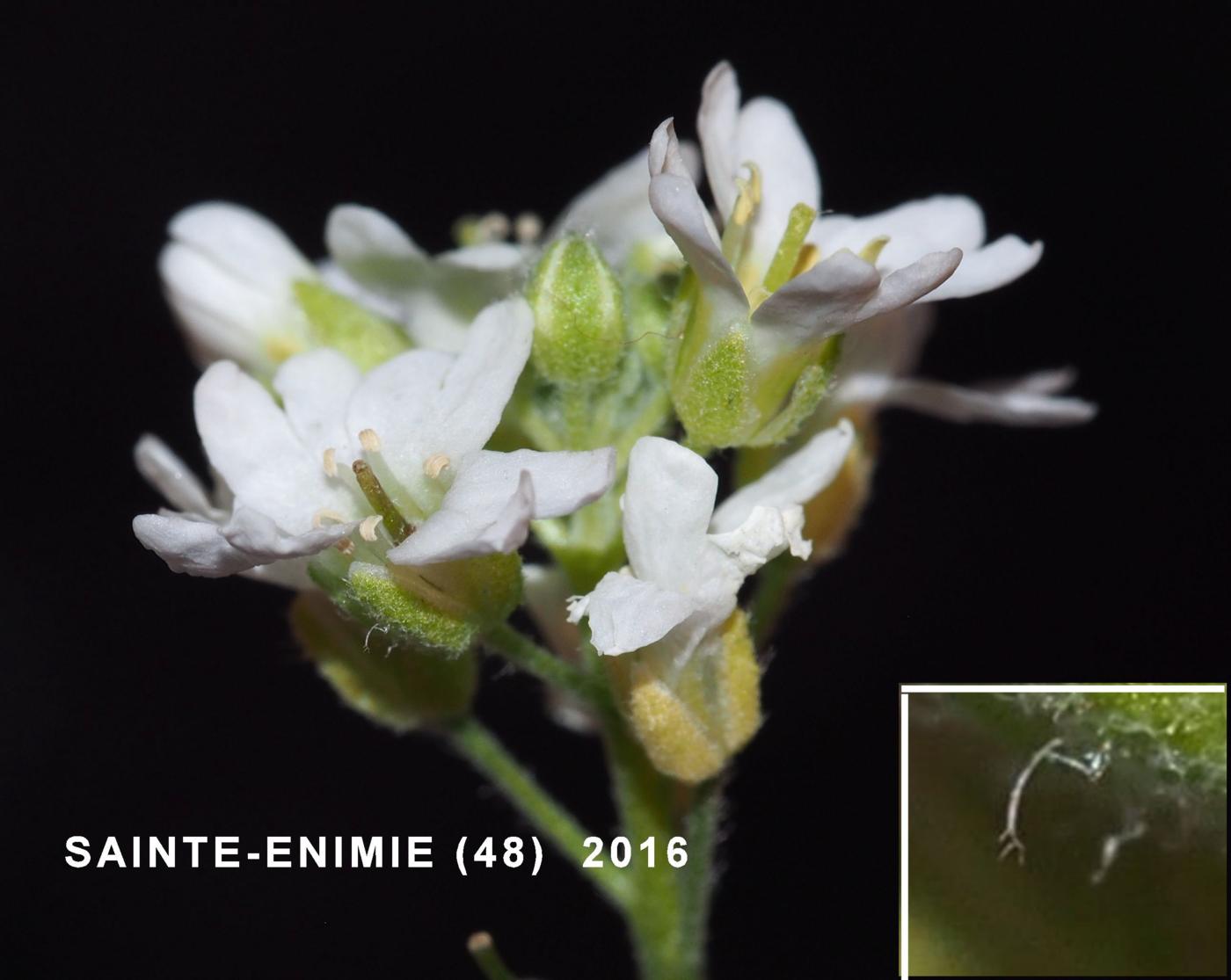 Alyssum, Hoary flower